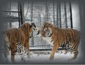 Tigers Playing in Snow Turpentine Creek